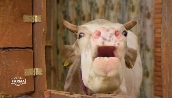 Farma odcinek 17, sezon 5