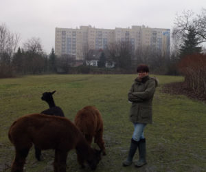 Alpaka Farm