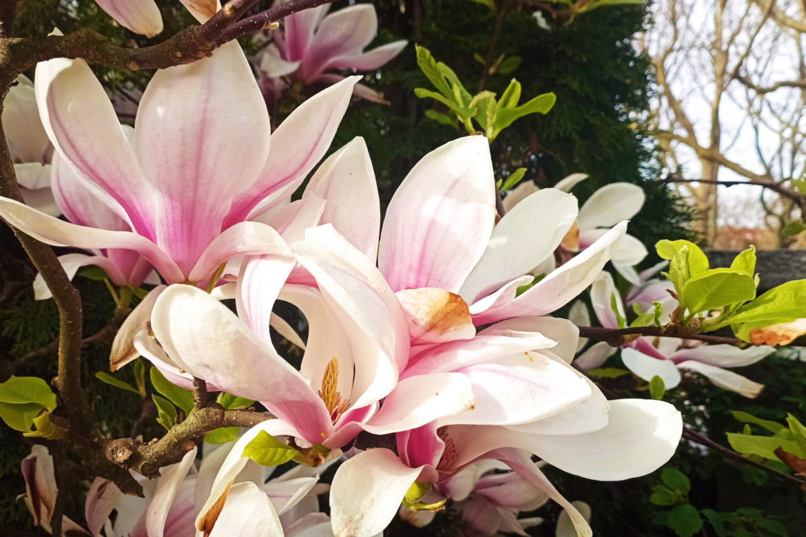Magnolie w Szczecinie