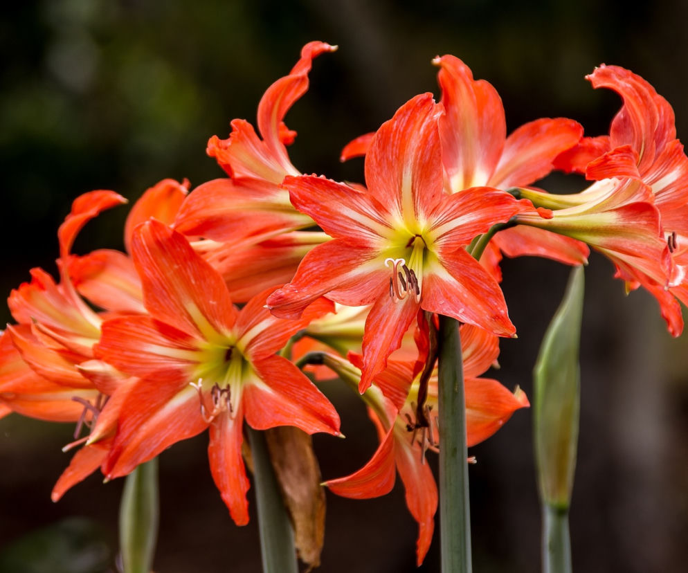 Uprawa amarylisa zwanego poprawnie zwartnicą (Hippeastrum) nie jest trudna