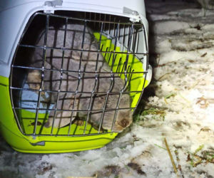 Martwe króliki na działkach we Wrocławiu. Policja prowadzi dochodzenie