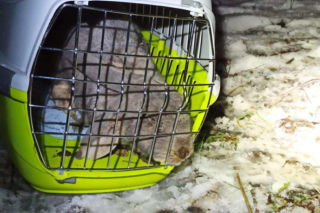 Martwe króliki na działkach we Wrocławiu. Policja prowadzi dochodzenie