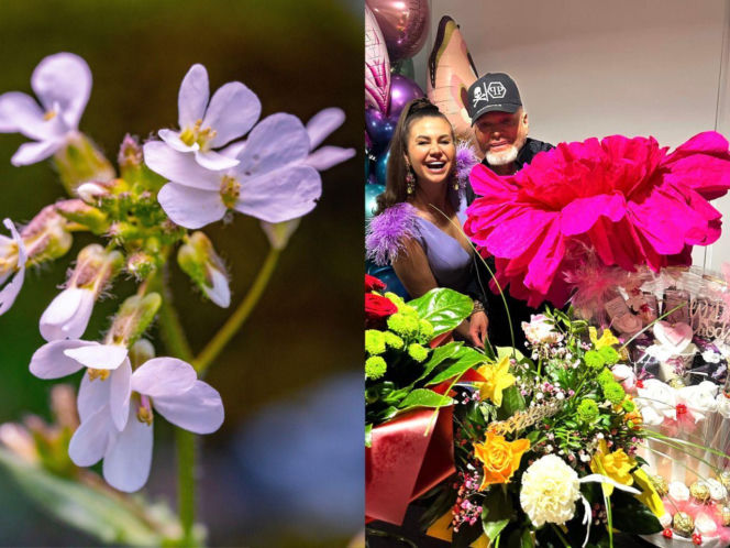 Rzeżuchy które wyglądają jak Krzysztof Rutkowski i jego legendarne fryzury