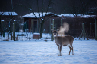Ranna sarna w Gdańsku. Czy strażnicy zostawili ją na pewną śmierć?