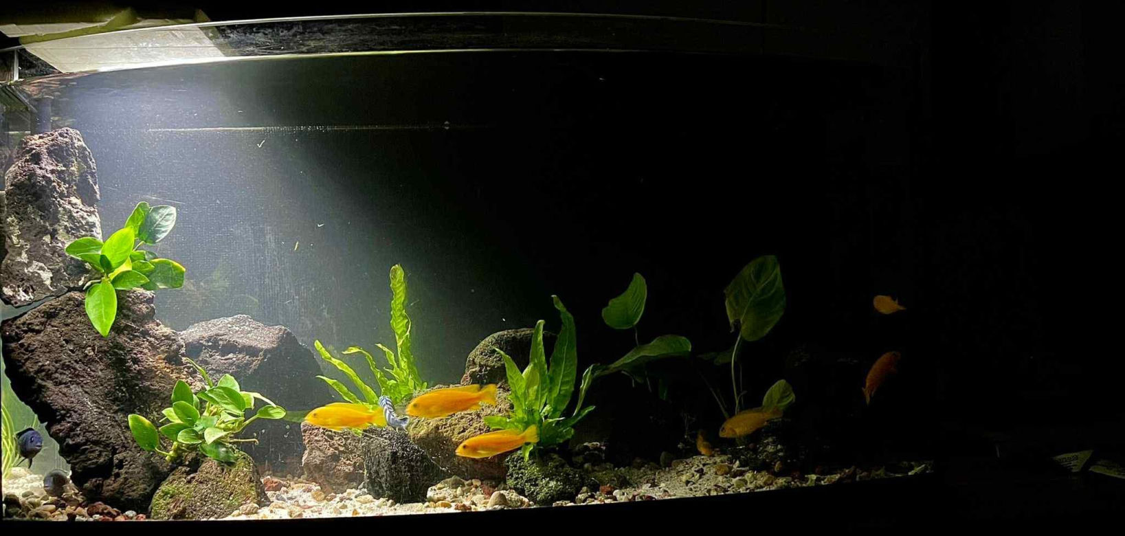 Studio Akwarystyki Aqua Dreams w Bydgoszczy to miejsce z wielką pasją