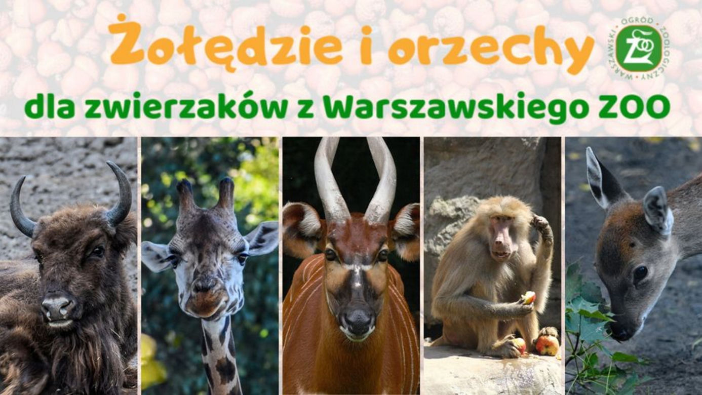 Stołeczny ogród zoologiczny potrzebuje waszej pomocy! Rozpoczęło się zbieranie żołędzi i orzechów laskowych