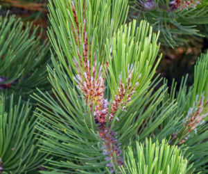 Sosna bośniacka ‘Compact Gem’