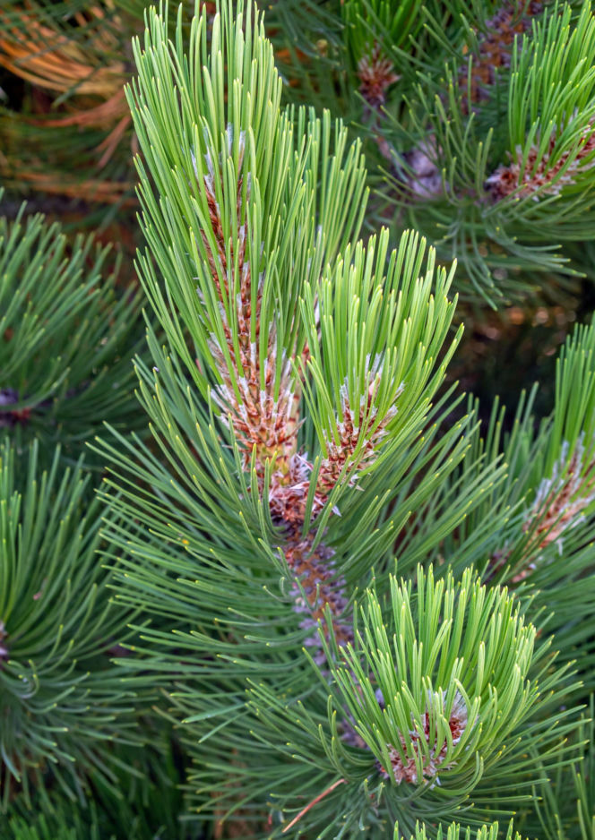 Sosna bośniacka ‘Compact Gem’