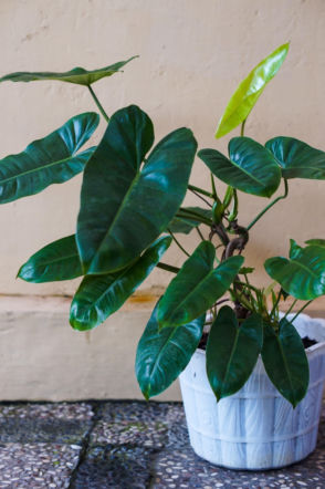 Filodendron czerwieniejący