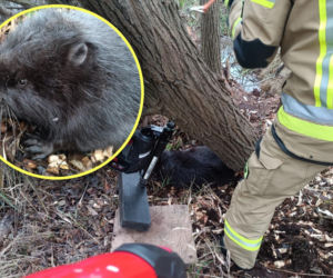 Drzewo przygniotło bobra. Na pomoc ruszyli strażacy