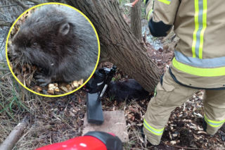 Drzewo przygniotło bobra. Na pomoc ruszyli strażacy