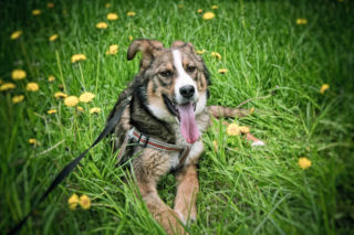 Będzie IX zielonogórski Dog Trekking. Impreza 29 czerwca