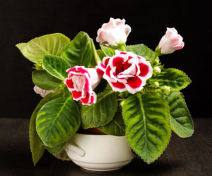 Gloxinia