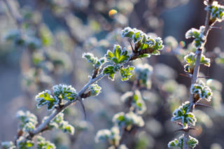 Zaraz po Wielkanocy wróci ogromny mróz? Nawet -10 stopni w Polsce! Przerażające prognozy pogody