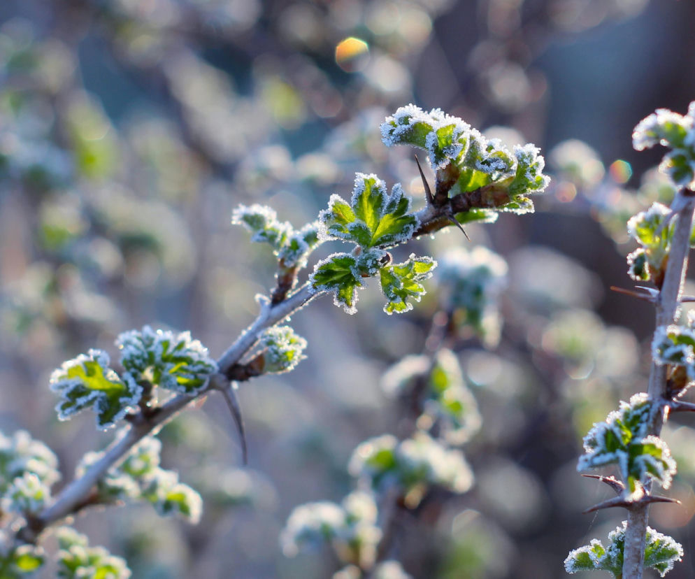 Pogodowy rollercoaster na horyzoncie. Po ciepłej Wielkanocy uderzą mrozy! 