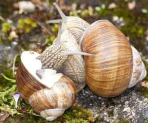 Winniczki 2026 – zakaz zbiorów w warmińsko-mazurskim. Populacja ślimaków nadal zagrożona