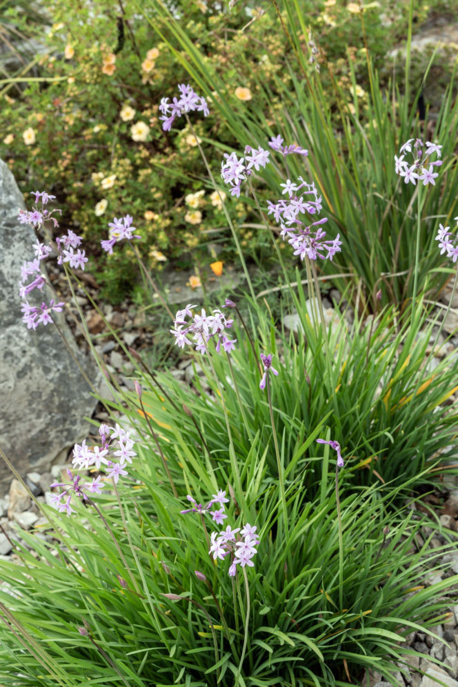 Tulbagia fioletowa