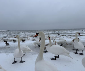 Bałtyk zimową porą, uchwycony w kadrach