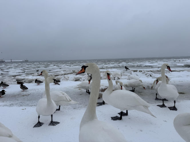Bałtyk zimową porą, uchwycony w kadrach