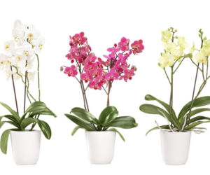 Kwiaty na Dzień Matki: orchidea