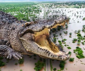 Krokodyle i hipopotamy na ulicach! Władze ostrzegają