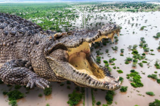 Krokodyle i hipopotamy na ulicach! Władze ostrzegają