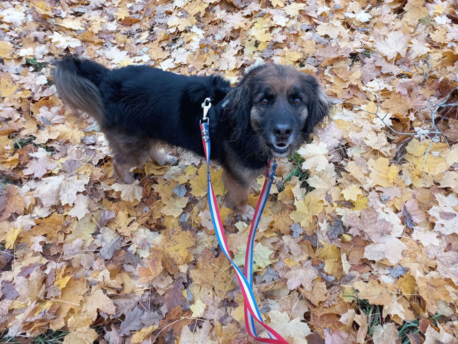 ​Śmieciarki ze zdjęciami psów wyjechały na ulice Leszna. Ruszyła akcja „Czysta Miłość”