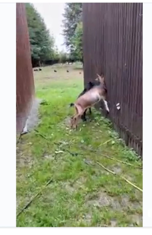 Przemyśl. Kozy okradają łosię Tobi [GALERIA]