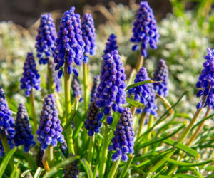 Szafirki w ogrodzie - jak je uprawiać i które gatunki wybrać?