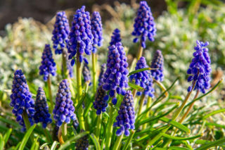 Szafirki w ogrodzie - jak je uprawiać i które gatunki wybrać?