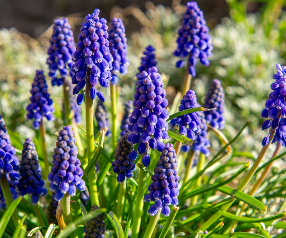 Szafirki w ogrodzie - jak je uprawiać i które gatunki wybrać?