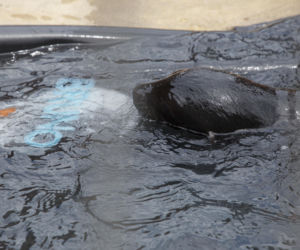 Mały kotik we wrocławskim zoo dostał imię Bruno