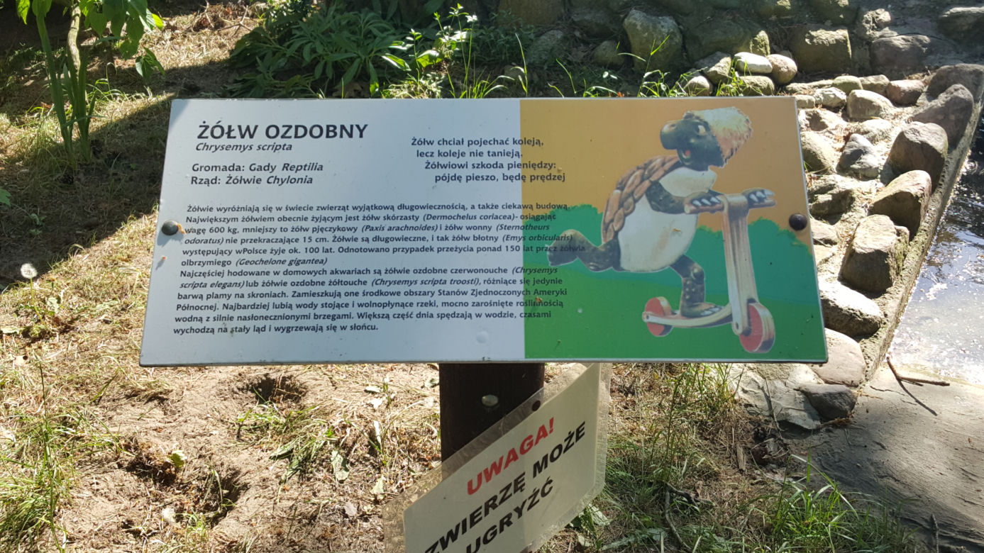 Światowy Dzień Żółwia