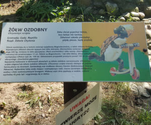 Światowy Dzień Żółwia