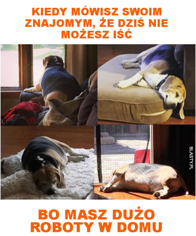 Dzień Psa 2026. Te memy pisało samo życie!