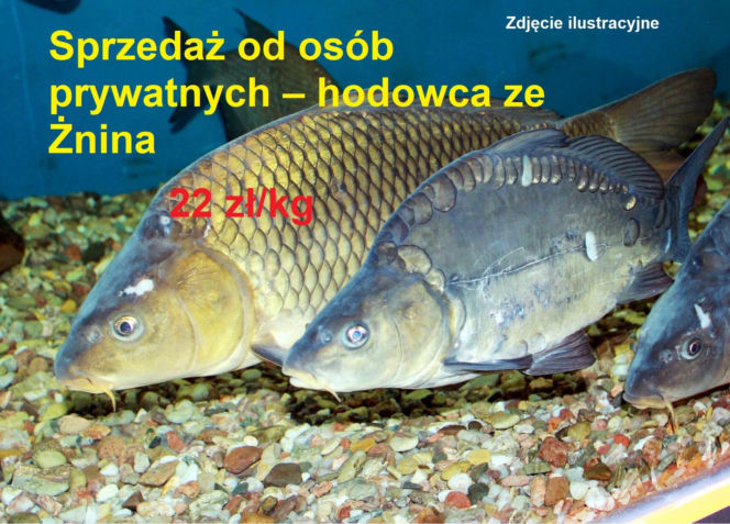 Ile kosztuje kilogram żywego karpia z wody od lokalnych hodowców?
