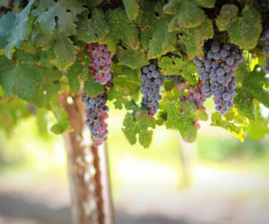 Wino pod Tatrami. Tatrzański Festiwal Wina przyciąga gości z Polski i zagranicy