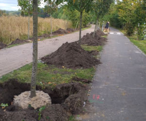 Nowe drzewa nad jeziorem Długim. Dlaczego stare zostały usunięte? [FOTO]