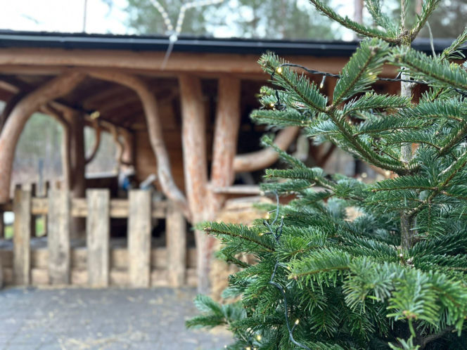 Żywa szopka w Lipowicy – magiczne święta tuż obok Kielc