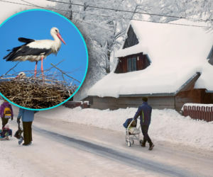 Bociany wróciły do Polski, a tu... śnieg i mróz! Czy ptaki są w niebezpieczeństwie?