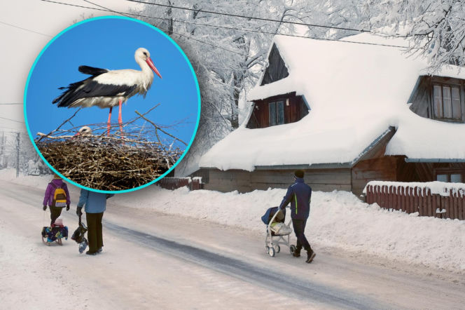 Bociany wróciły do Polski, a tu... śnieg i mróz! Czy ptaki są w niebezpieczeństwie?