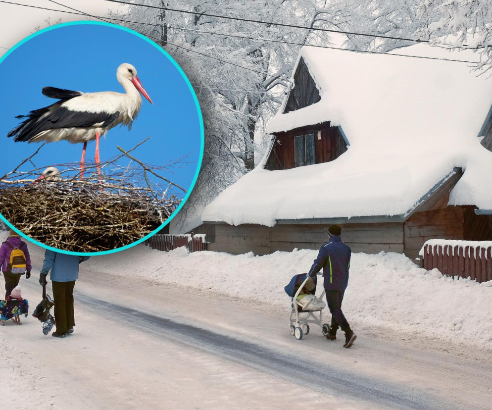 Bociany wróciły na Podhale, a tam... śnieg po kolana! Czy ptaki przetrwają mrozy?
