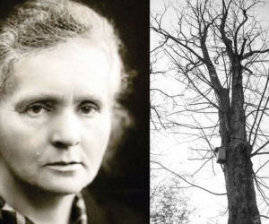 NIEZWYKŁE HISTORIE DRZEW W WARSZAWIE. Przewodnik