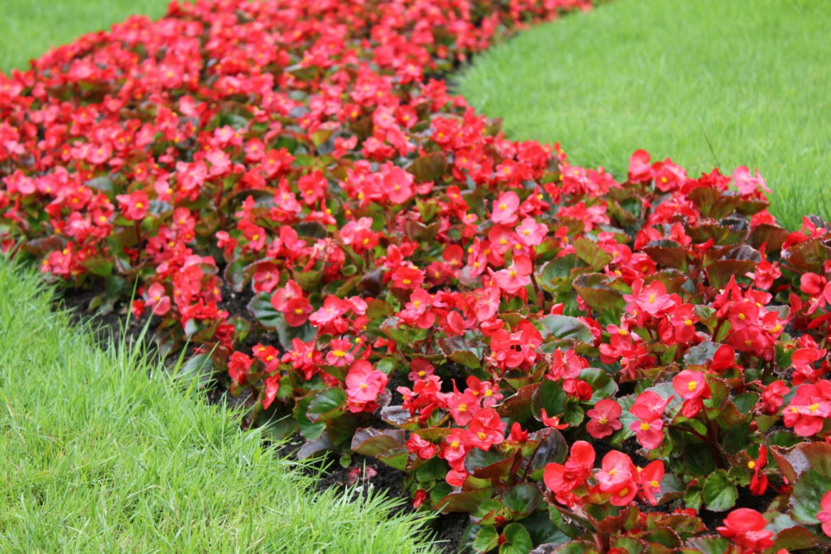 begonia