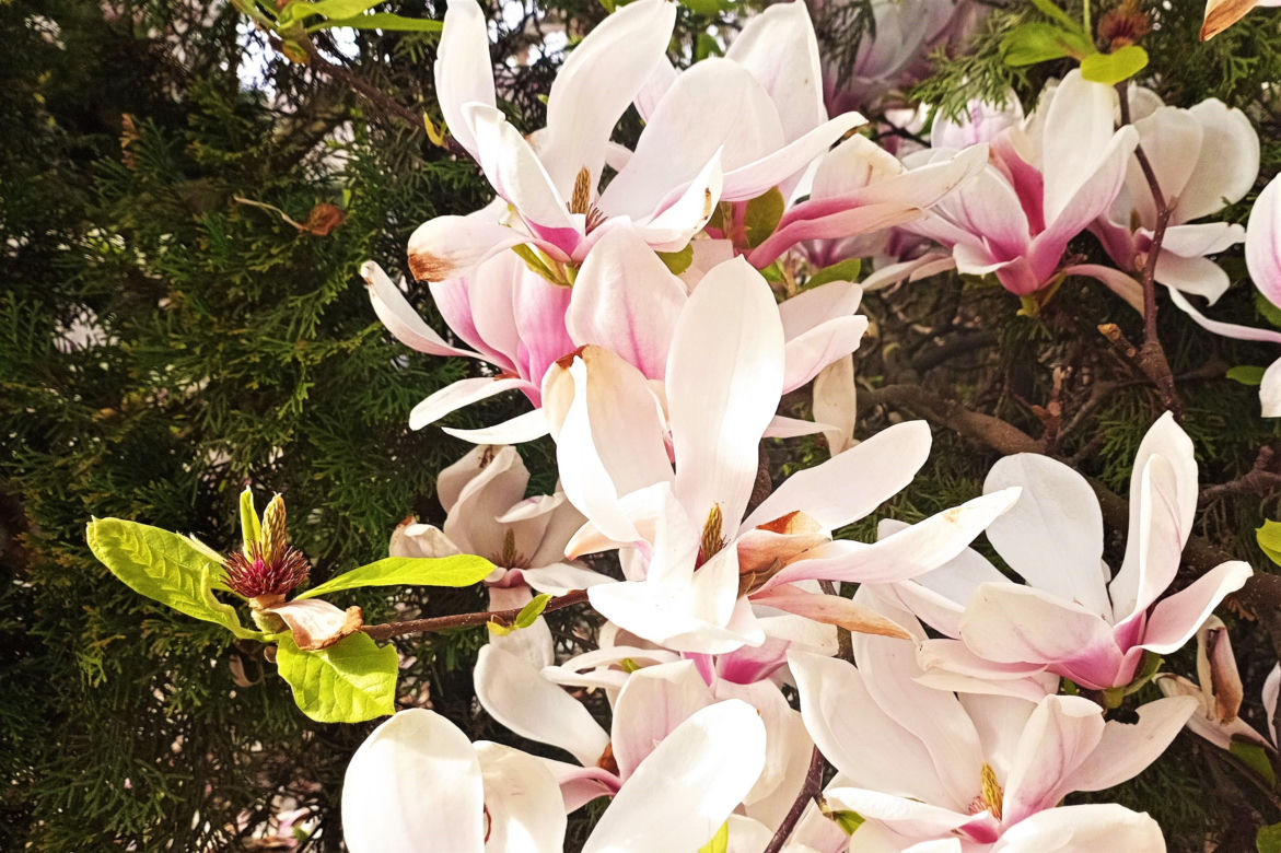 Magnolie w Szczecinie