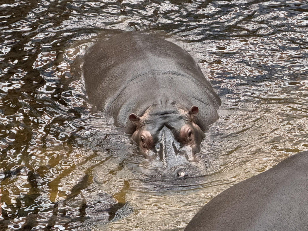 Czy warto jechać do ZOO Wrocław zimą?