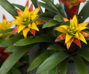 Guzmania