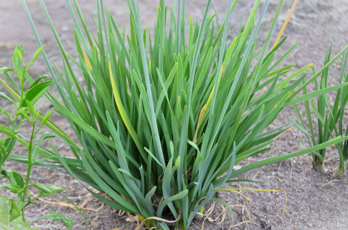 Tulbagia fioletowa