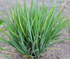 Tulbagia fioletowa