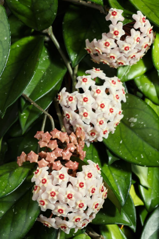 Hoja różowa